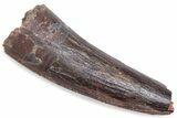 Fossil Spinosaurus Tooth - Real Dinosaur Tooth #376583-1